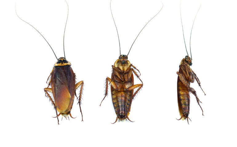 baby cockroaches