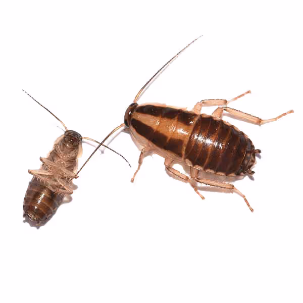 German Vs. American Cockroaches