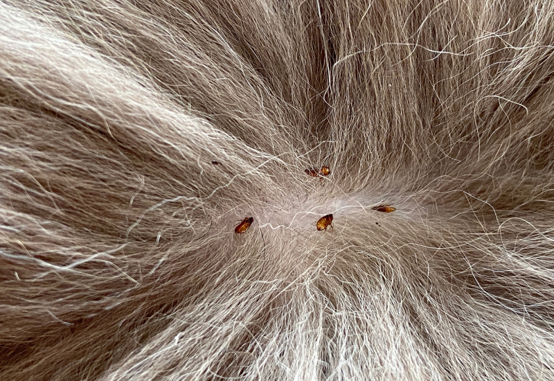 How Fleas In Your Wichita Home May Be Worse Than You Think