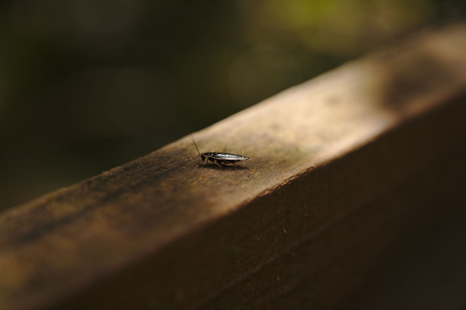 How to Keep Cockroaches Away at Night in Spokane Valley, WA