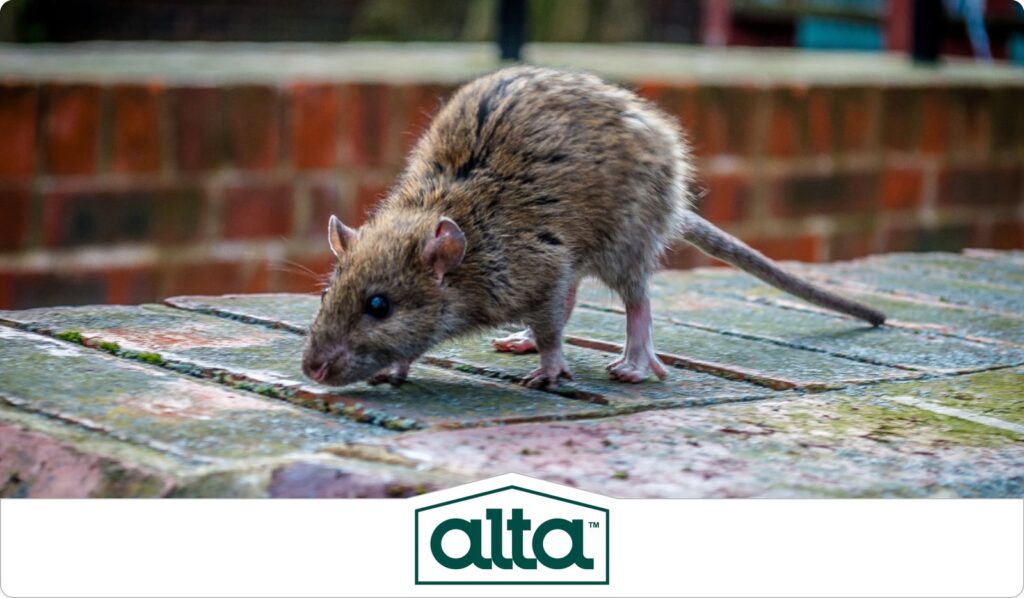 How To Get Rid Of Rats In Your House FAST