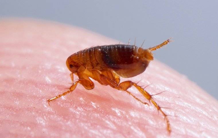 Do House Fleas Fly?