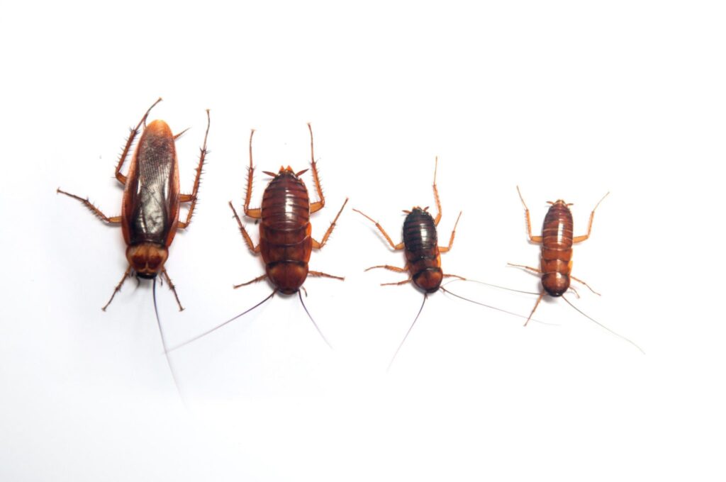 Does Charlotte, NC Have A Roach Problem?