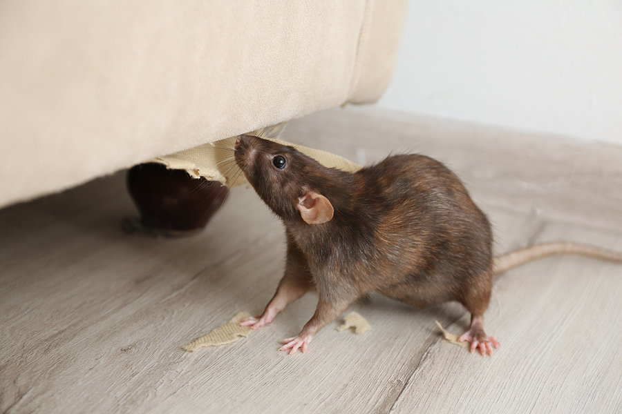 Can Mice Climb Walls