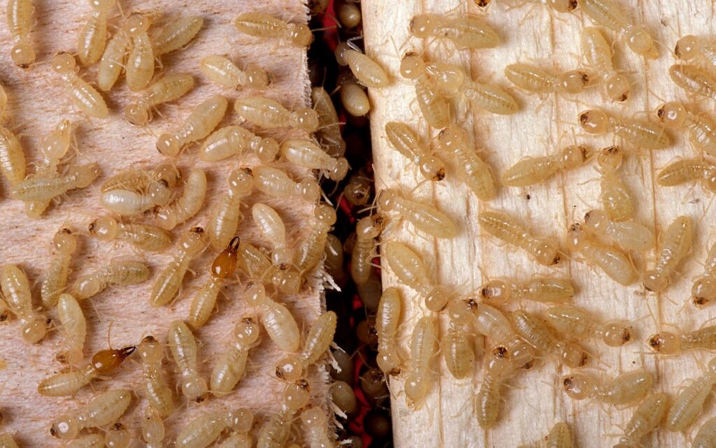 Everything You Should Know About Baby Termites