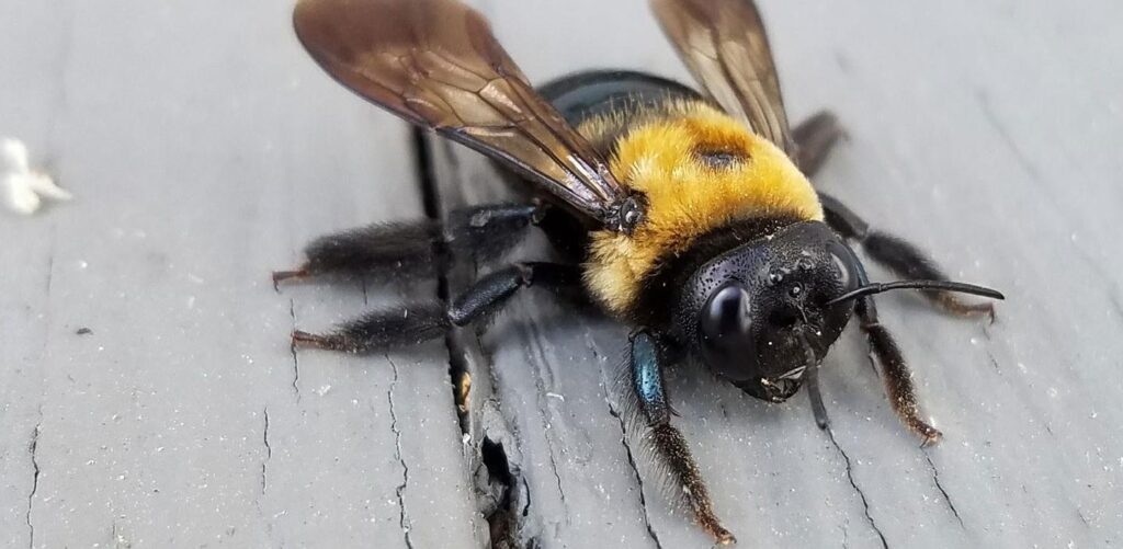 How To Get Rid Of Carpenter Bees From Your Home