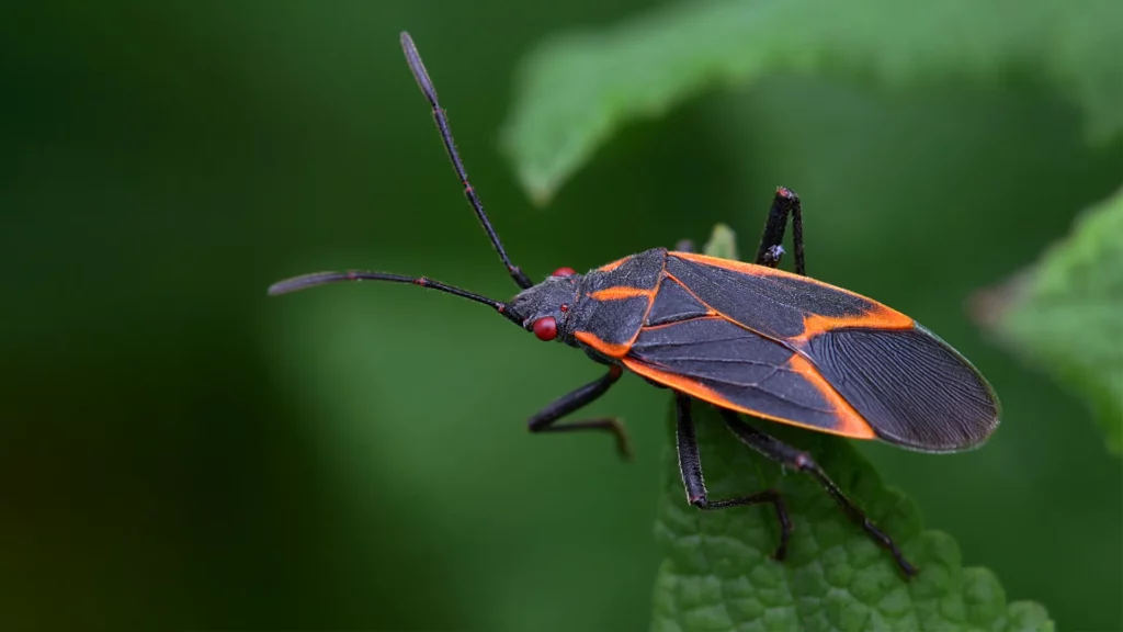 4 Things That Cause Boxelder Bugs