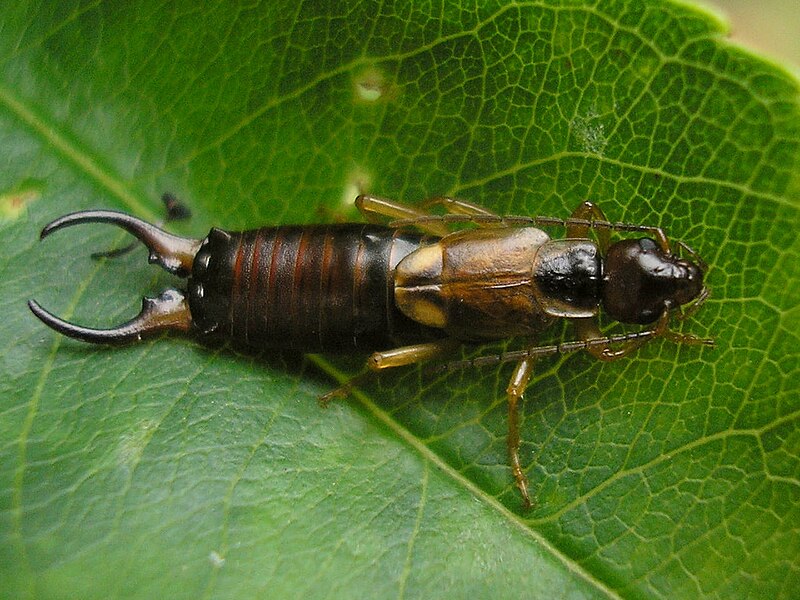 How To Get Rid Of Earwigs In Tulsa, OK