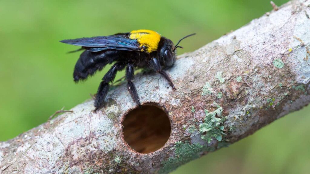 Bumble Bee vs Carpenter Bee