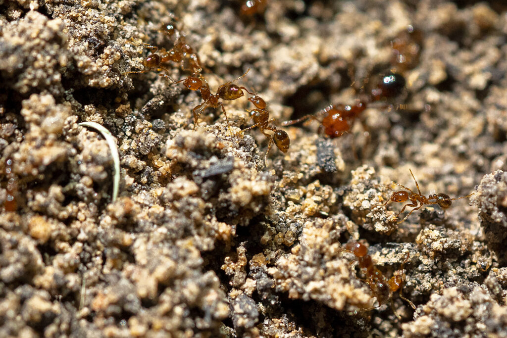 How To Get Rid Of Fire Ants In San Antonio