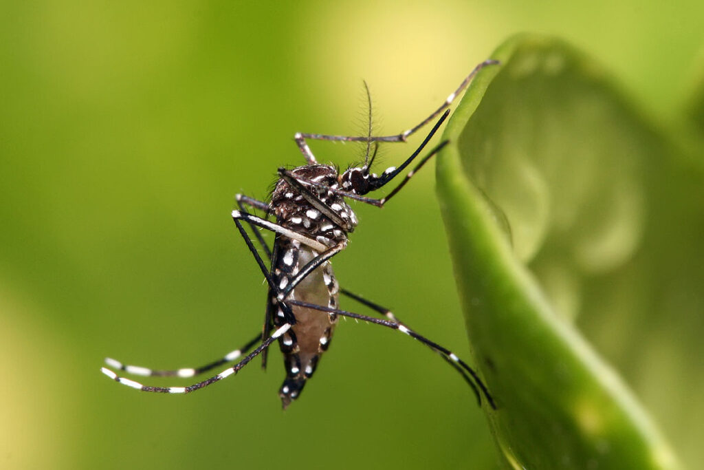 Common Pests In Knoxville And How To Handle Them