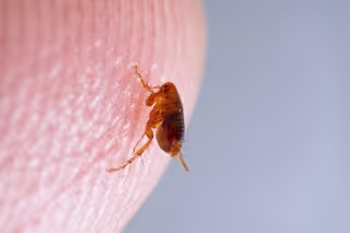How Dangerous Is It To Have Fleas In My Home?