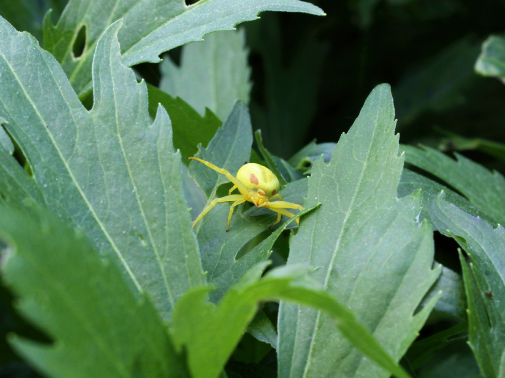 Are Crab Spiders Harmful?