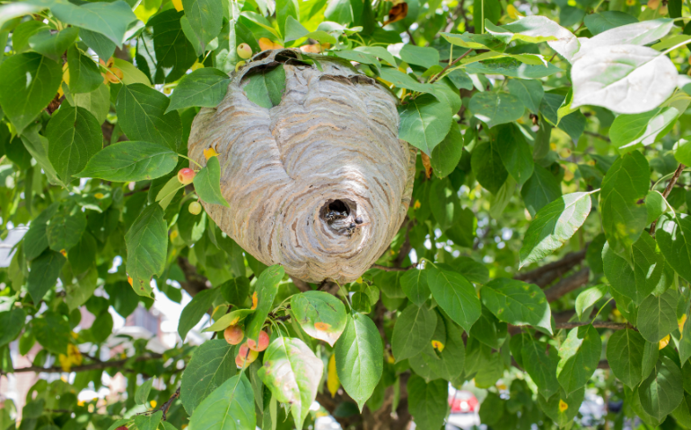 How to Get Rid of a Hornets Nest Quickly and Safely