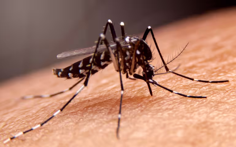 Are Bugs a Problem in Seattle, WA?