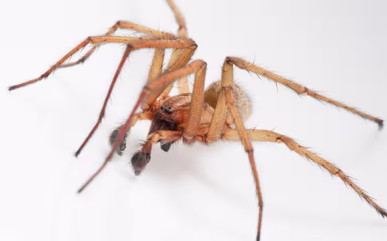 Common Bugs in Spokane: What to Watch Out for Year-Round