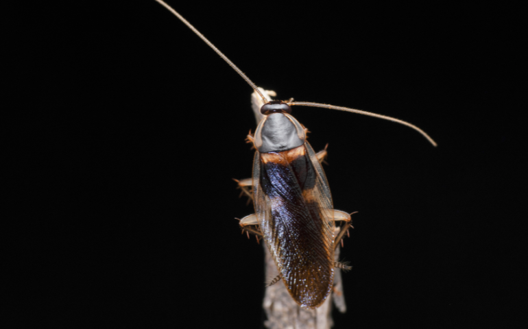 All You Need To Know About Cockroaches