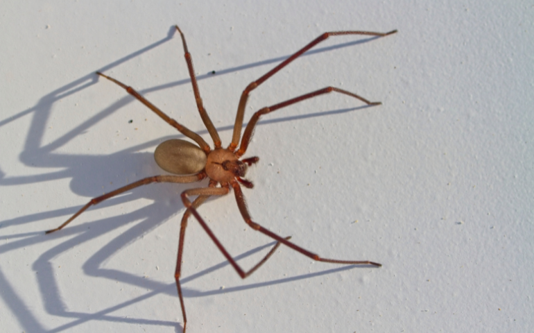 How to Get Rid of Spiders and Keep Them Away
