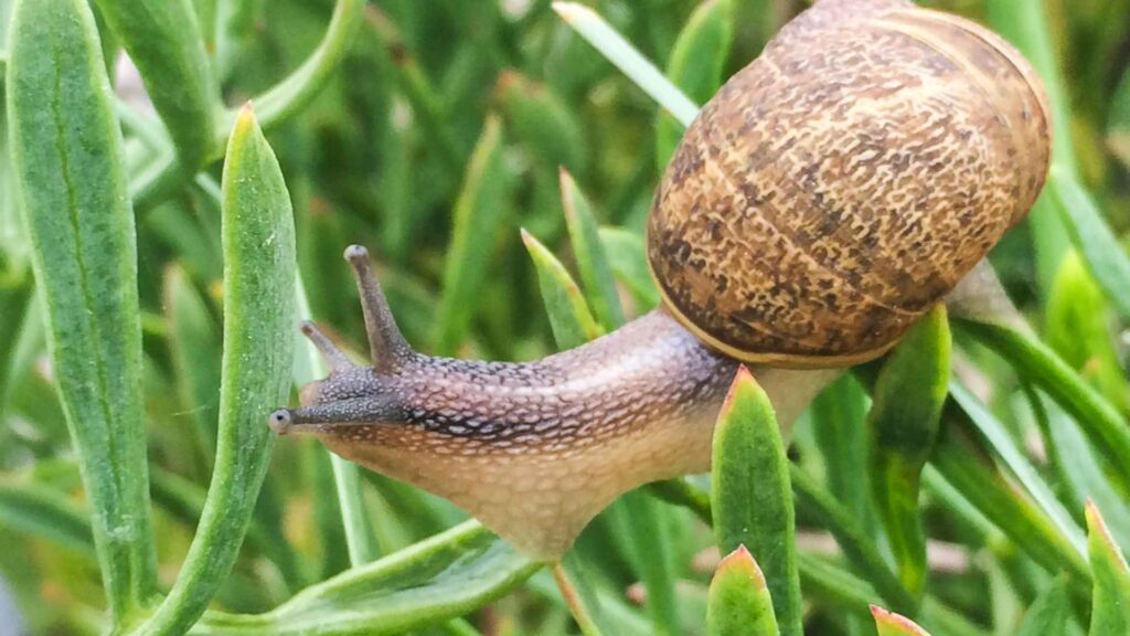 How To Get Rid Of Slugs & Snails On Your Property