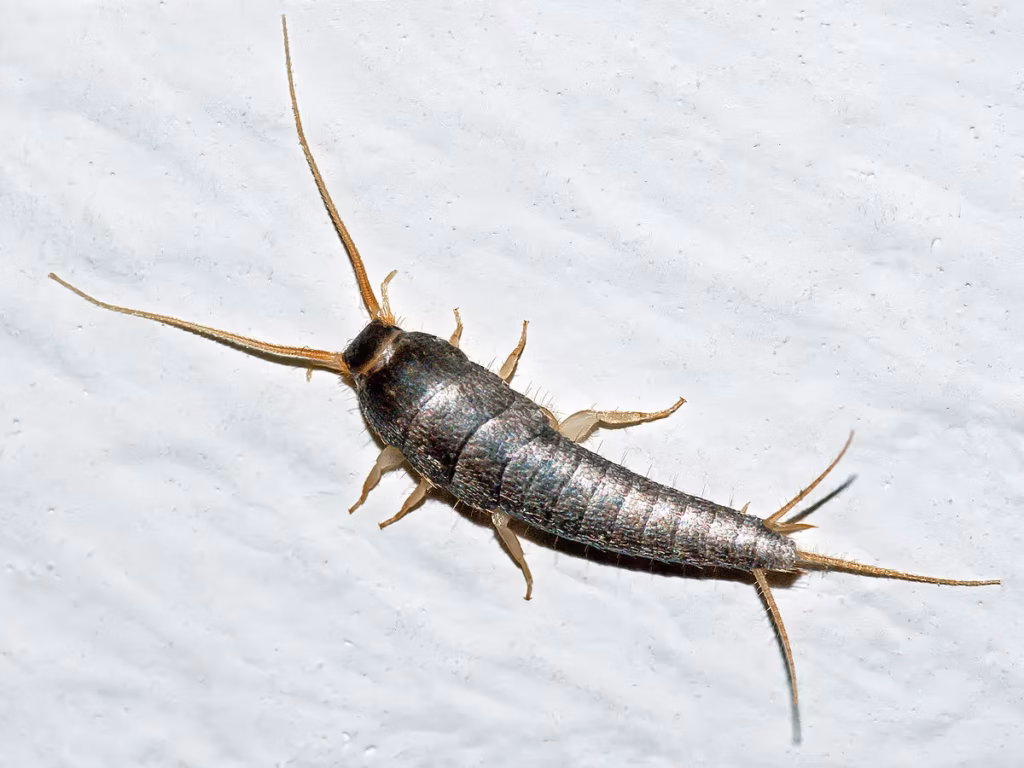 How to Identify Common Household Pests