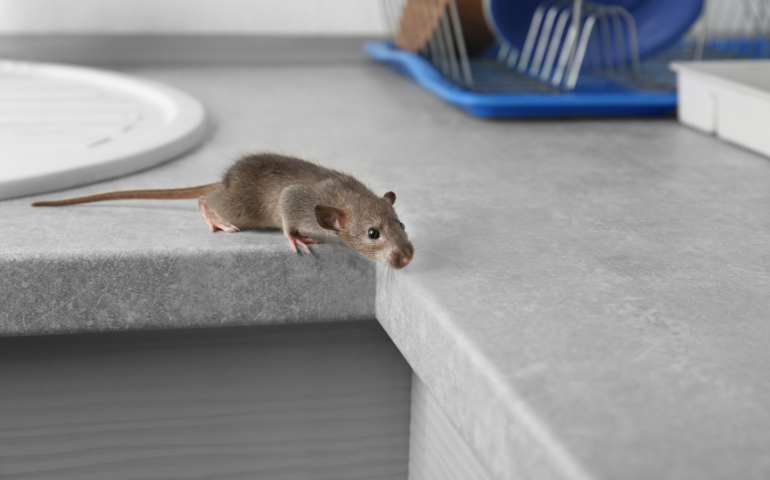 mouse droppings 