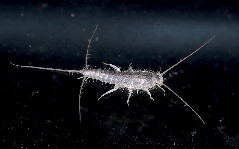 Where Silverfish Come From & How to Keep Them Out