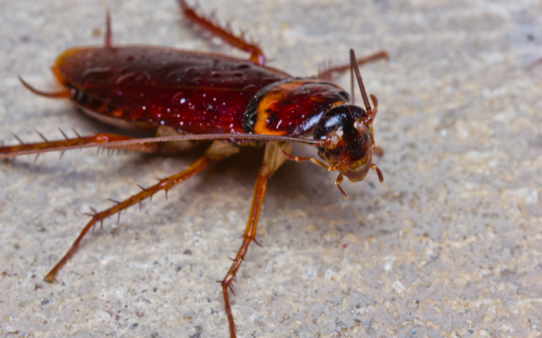 Do Cockroaches Bite Humans?