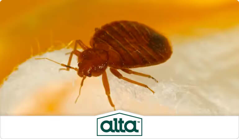 Bed Bug Control Alta Pest Control