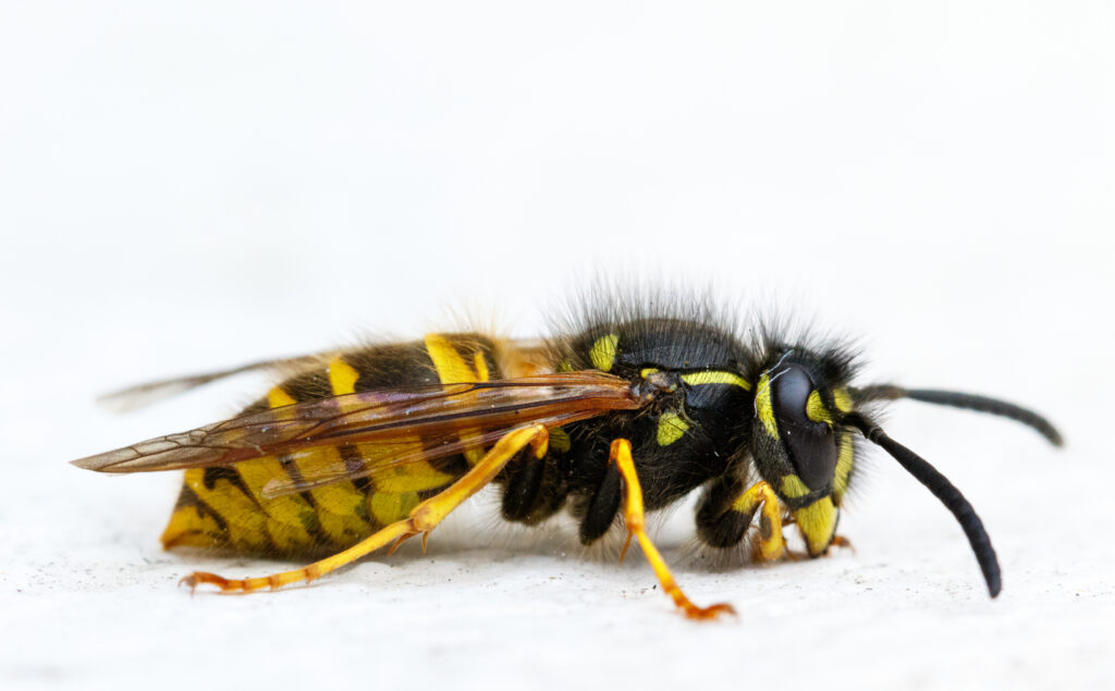 Hornet