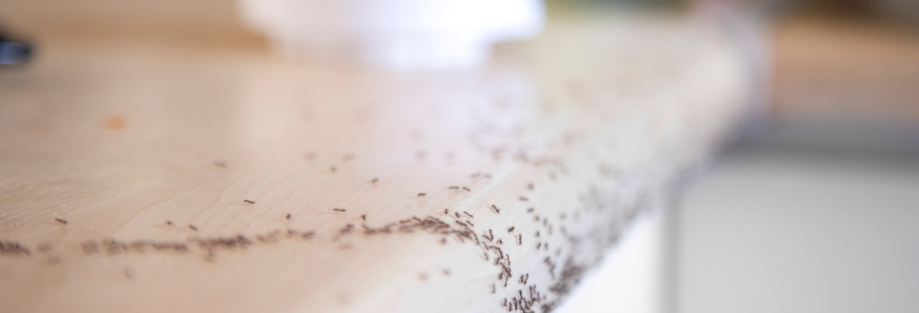 Ants in Your Bathroom? Here’s What You Need to Know