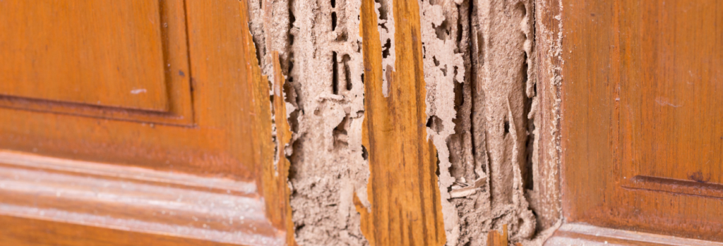 carpenter ants vs termites