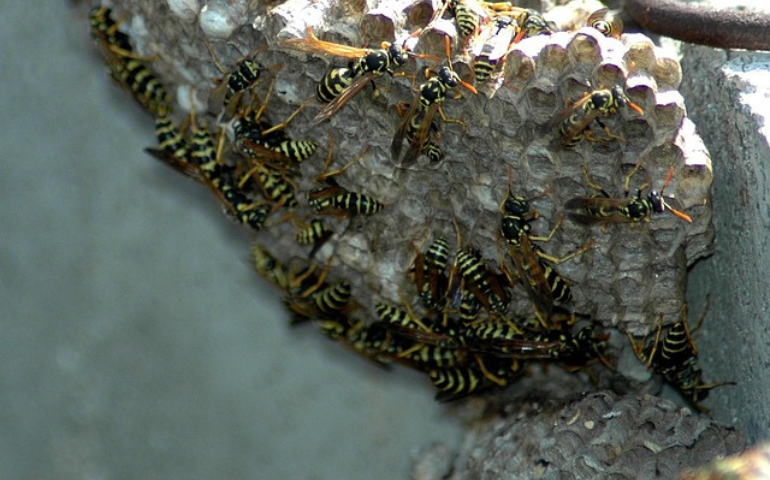 Wasp nest with wasps, wasp nest removal in Alexandria, VA