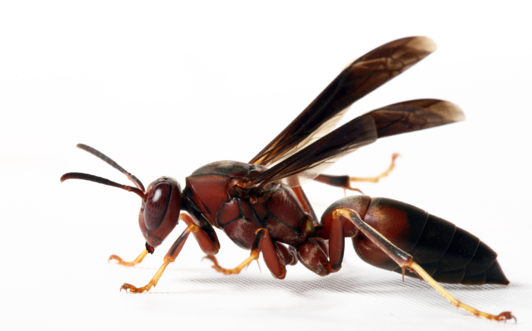 Little Red Wasp in Texas