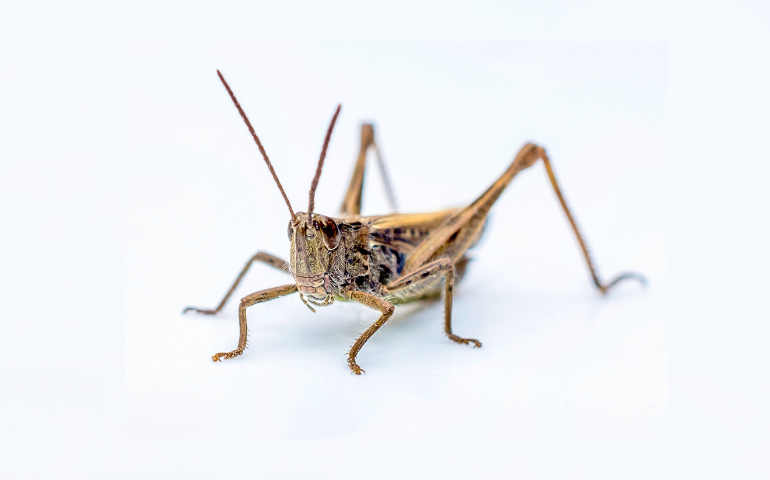 Camel cricket control Tri-Cities