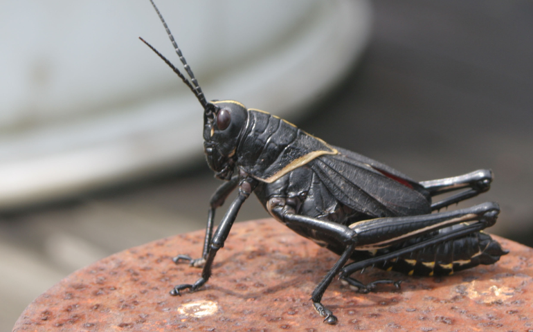Field cricket control Tri-Cities