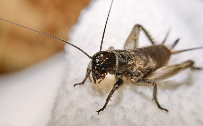 House cricket exterminator Tri-Cities