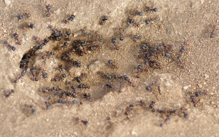 black harvester ants, big black ant