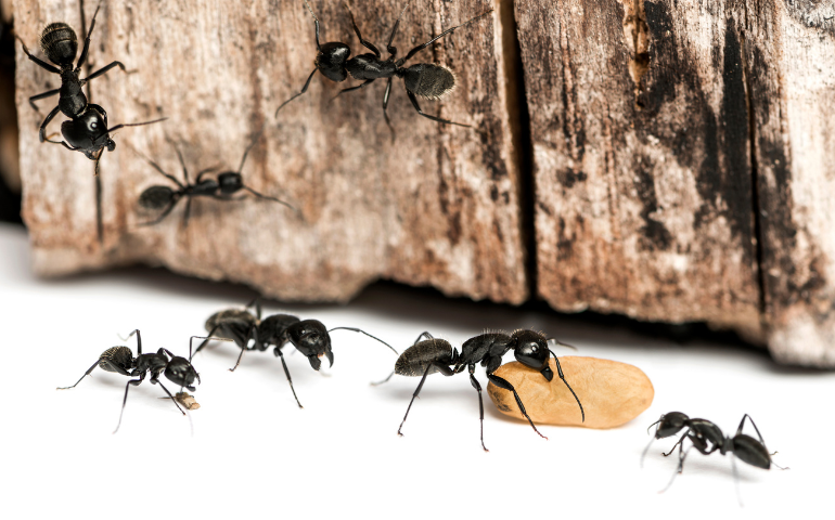 carpenter ants, big black ants