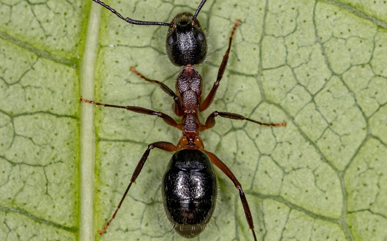 odorous house ants, little black ant