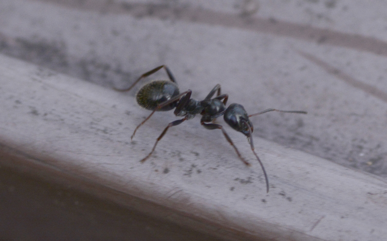 pavement ant, small black ants