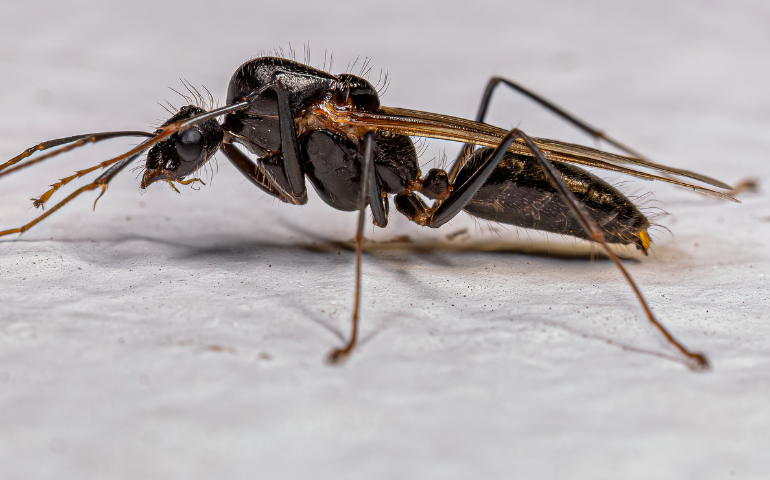 carpenter ant with wings, flying carpenter ant, do carpenter ants bite?