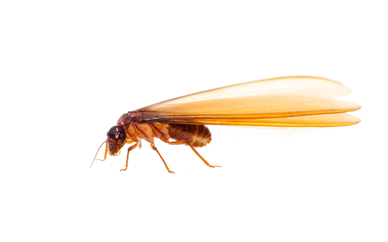 Winged Termite vs carpenter ant