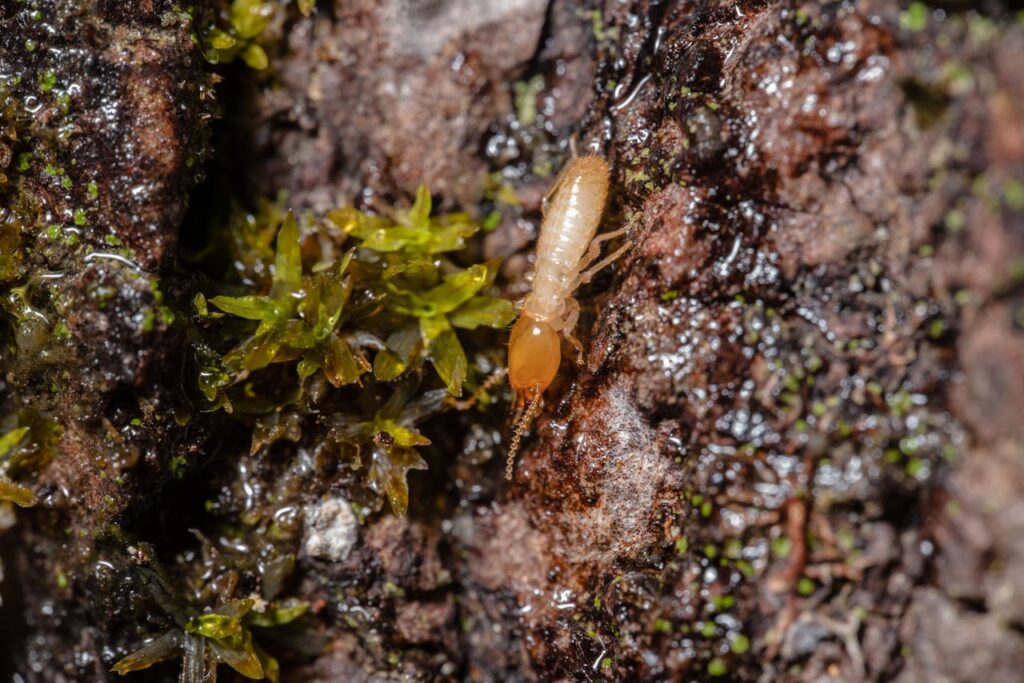 Termite Infestations