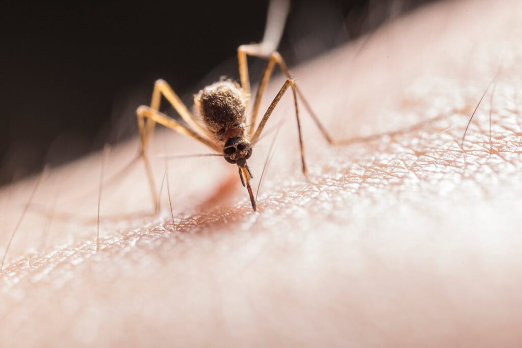 Mosquito Management