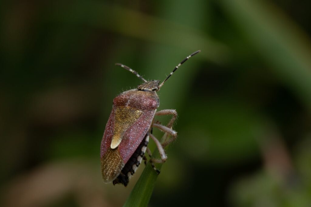 What Attracts Stink Bugs and How to Keep Them Away