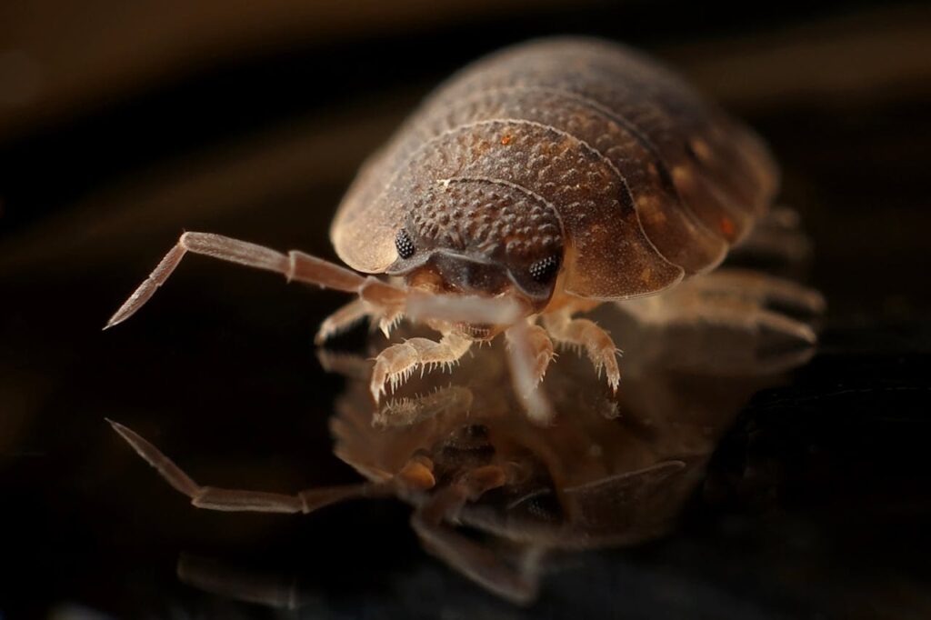 . Bed Bug