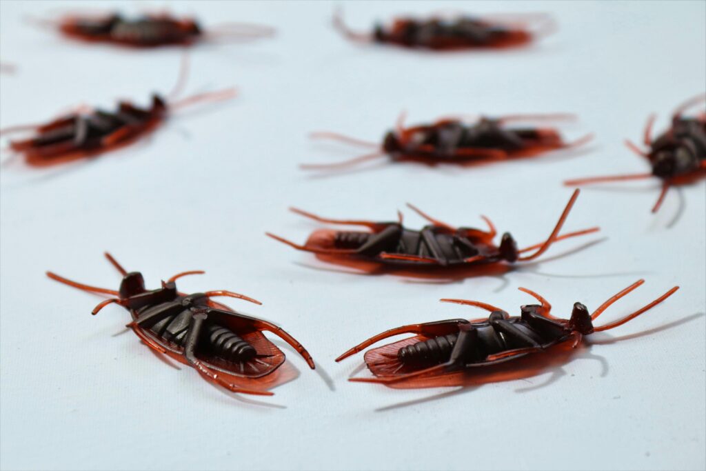 How to Get Rid of American Cockroaches Effectively