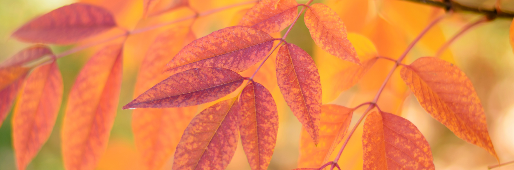 Fall 2025 Newsletter