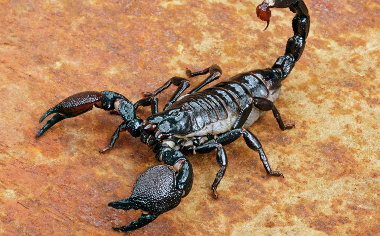 scorpion control in Tri-Cities, WA
