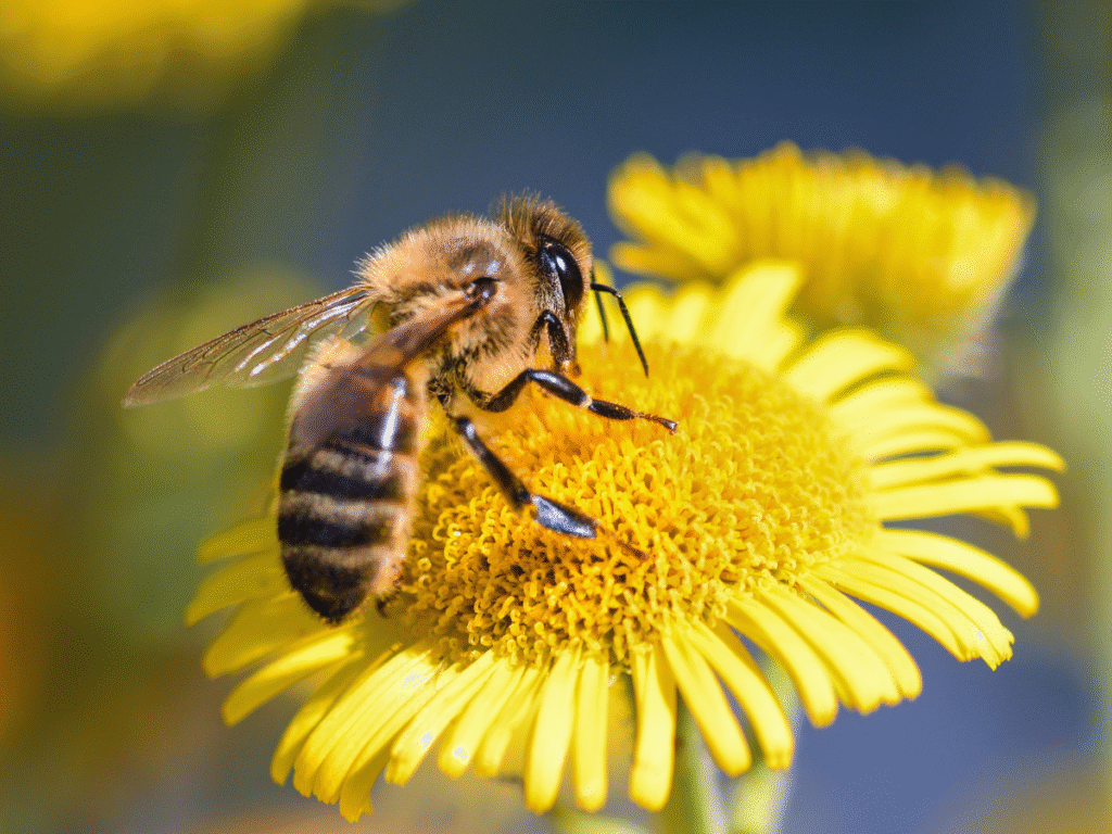 honey bee